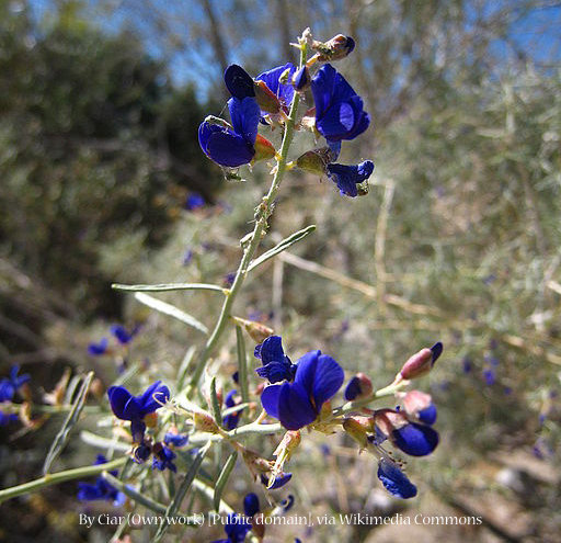 Smoke Tree 00052