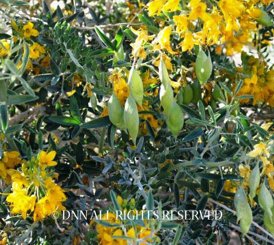 Bladderpod 00053
