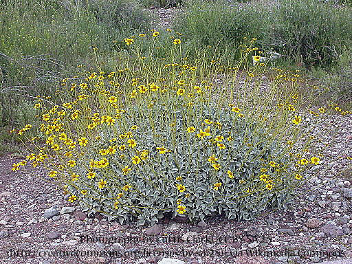 Brittlebush 00054