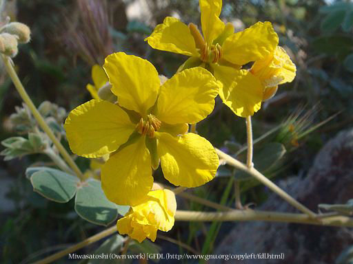 Cove's Cassia