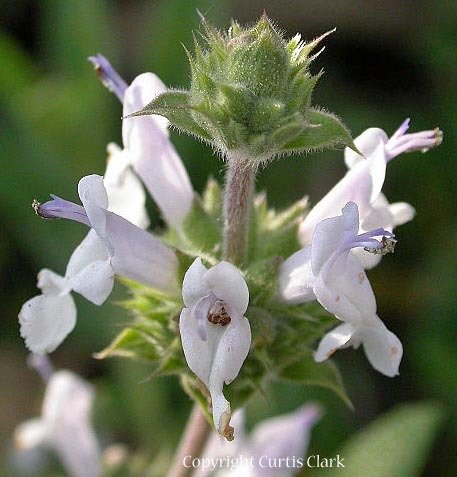 Black Sage 00056