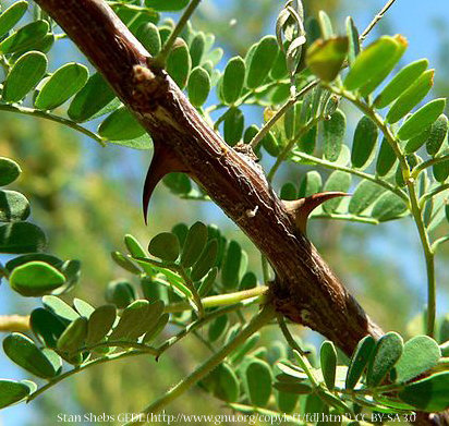 Cat-Claw Acacia 00057