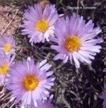 Mojave Aster 00049