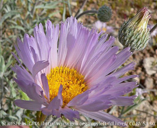 Mojave Aster