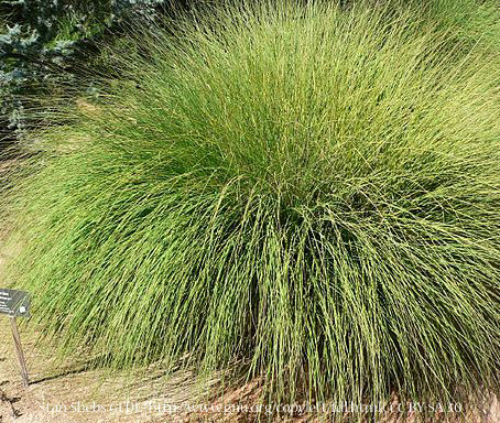 Deer Grass 00058