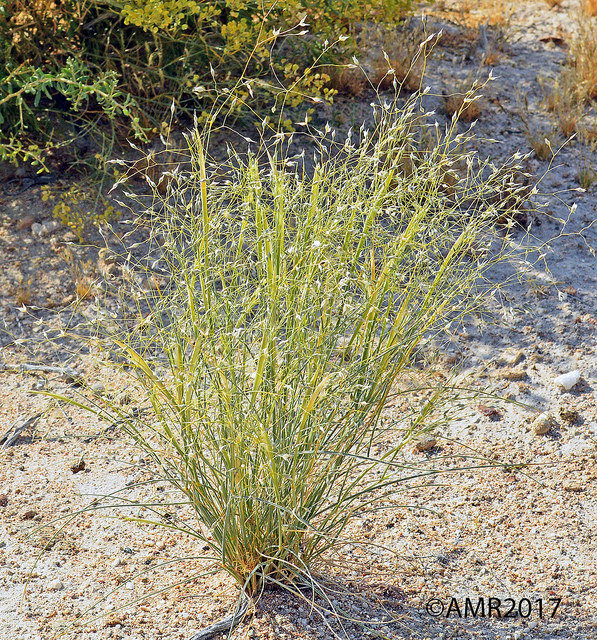 Indian Ricegrass 00061