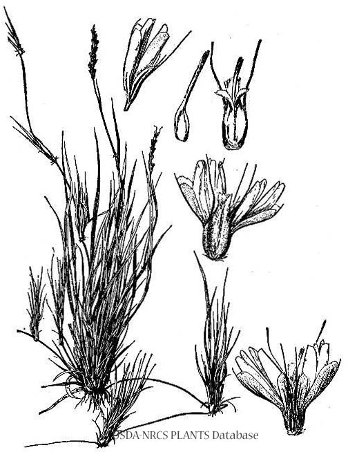 Curly Mesquite Grass 00062