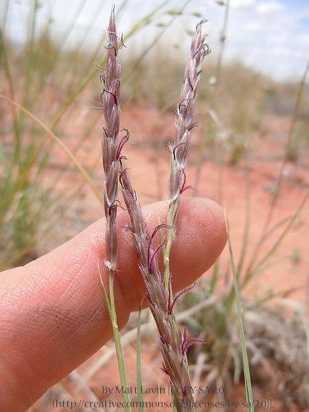 Galleta Grass 00063