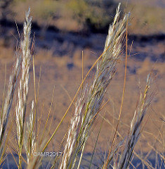 Desert Needle Grass 00064