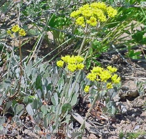 Sulphur Buckwheat 00060