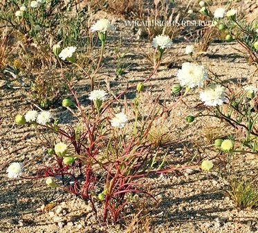 Pincushion Flower 00019