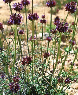 Desert Chia 00069
