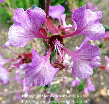 Forest Clarkia 00070