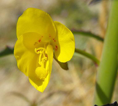 Sun Cups 00071