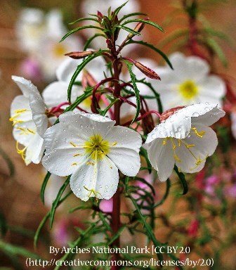 Pale Primrose 00072