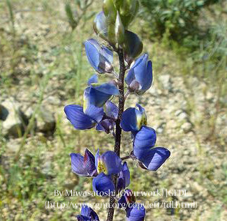 Mojave Lupine 00073