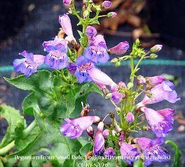 Mojave Penstemon 00074