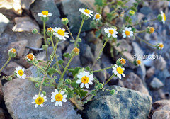 Emory's Rock Daisy 00079