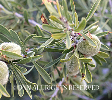 Desert Almond 00082