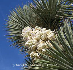 Joshua Tree 00087