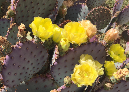 Purple Opuntia Cactus 00089