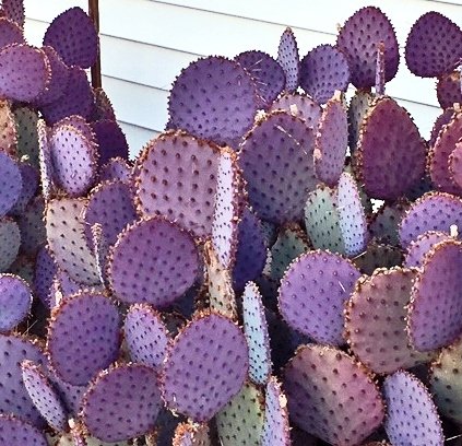 Purple Opuntia Cactus - Large Landscape Quality 00090