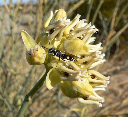 Desert Milkweed 00210