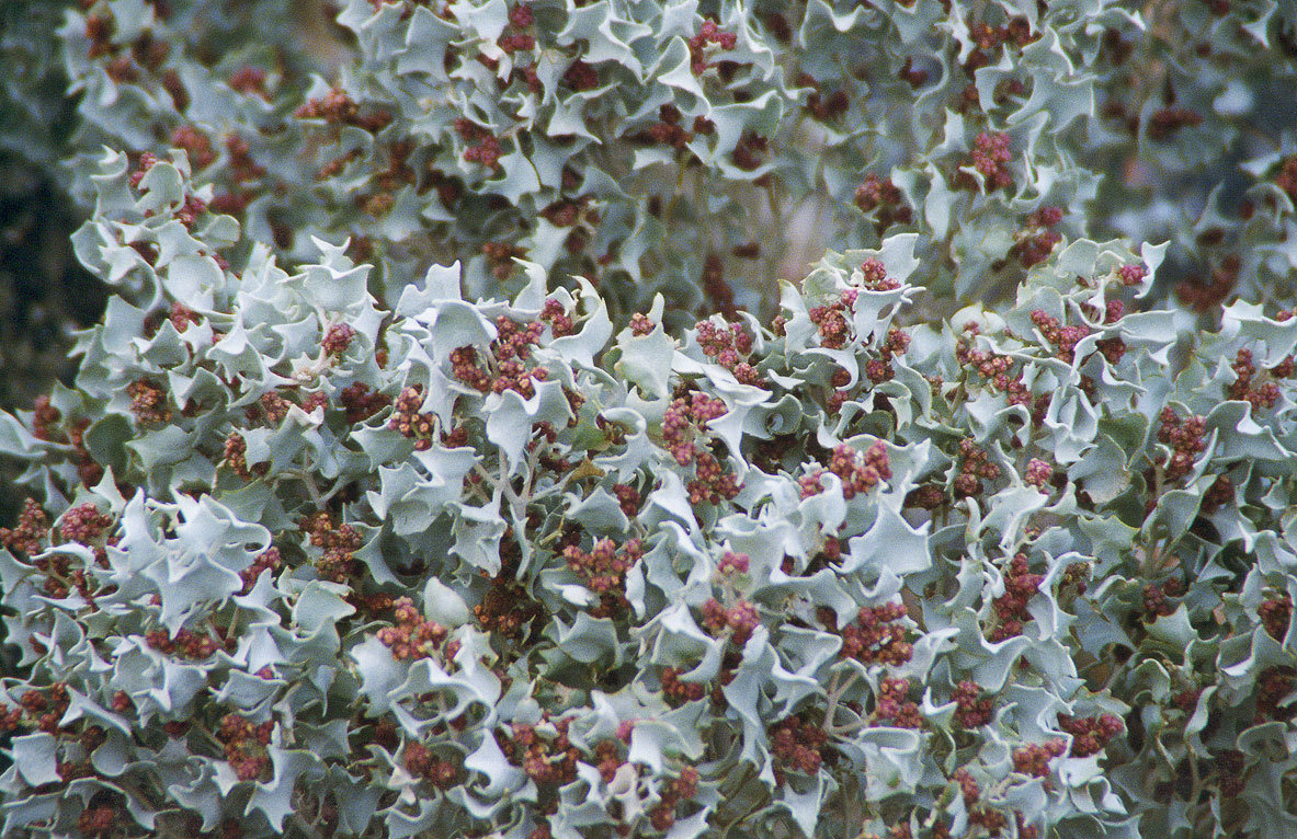 Desert Holly 00221