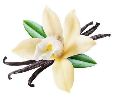 Vanilla