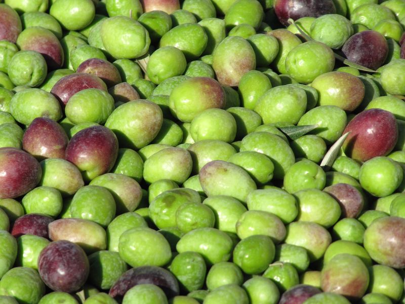Chilean Picual (Medium EVOO) - 750ML