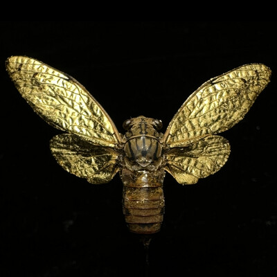 Winged Things