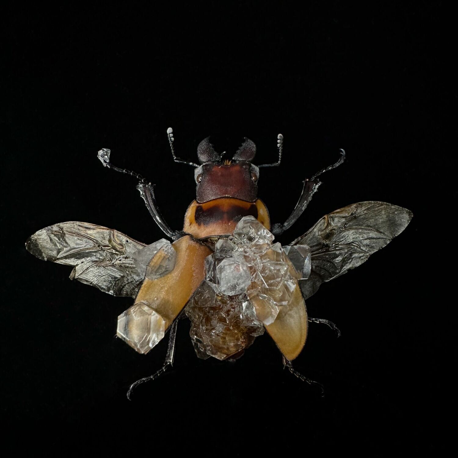 Gold Banded Stag Beetle with Clear Crystals