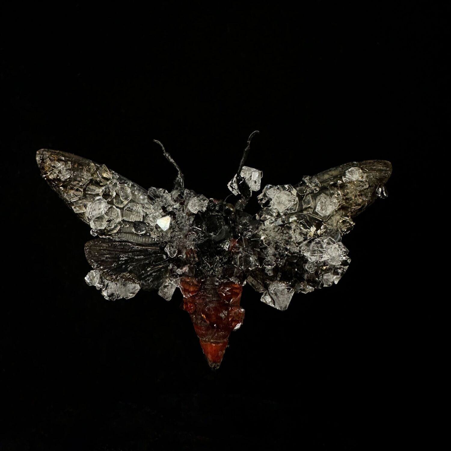 Red Devil Cicada with Clear Crystals