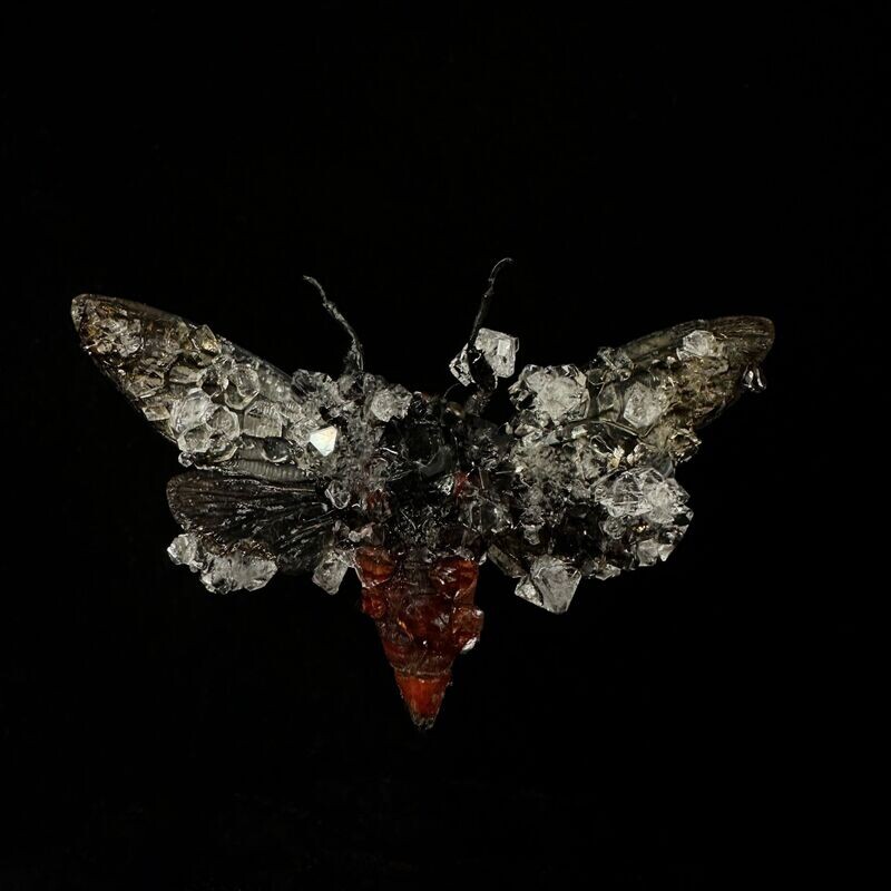 Red Devil Cicada with Clear Crystals