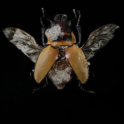 Gold Banded Stag Beetle with Clear Crystals