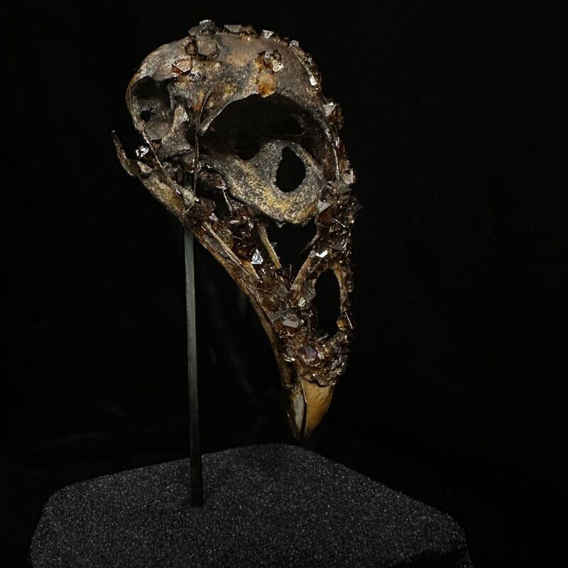 Pheasant Skull in Sepia