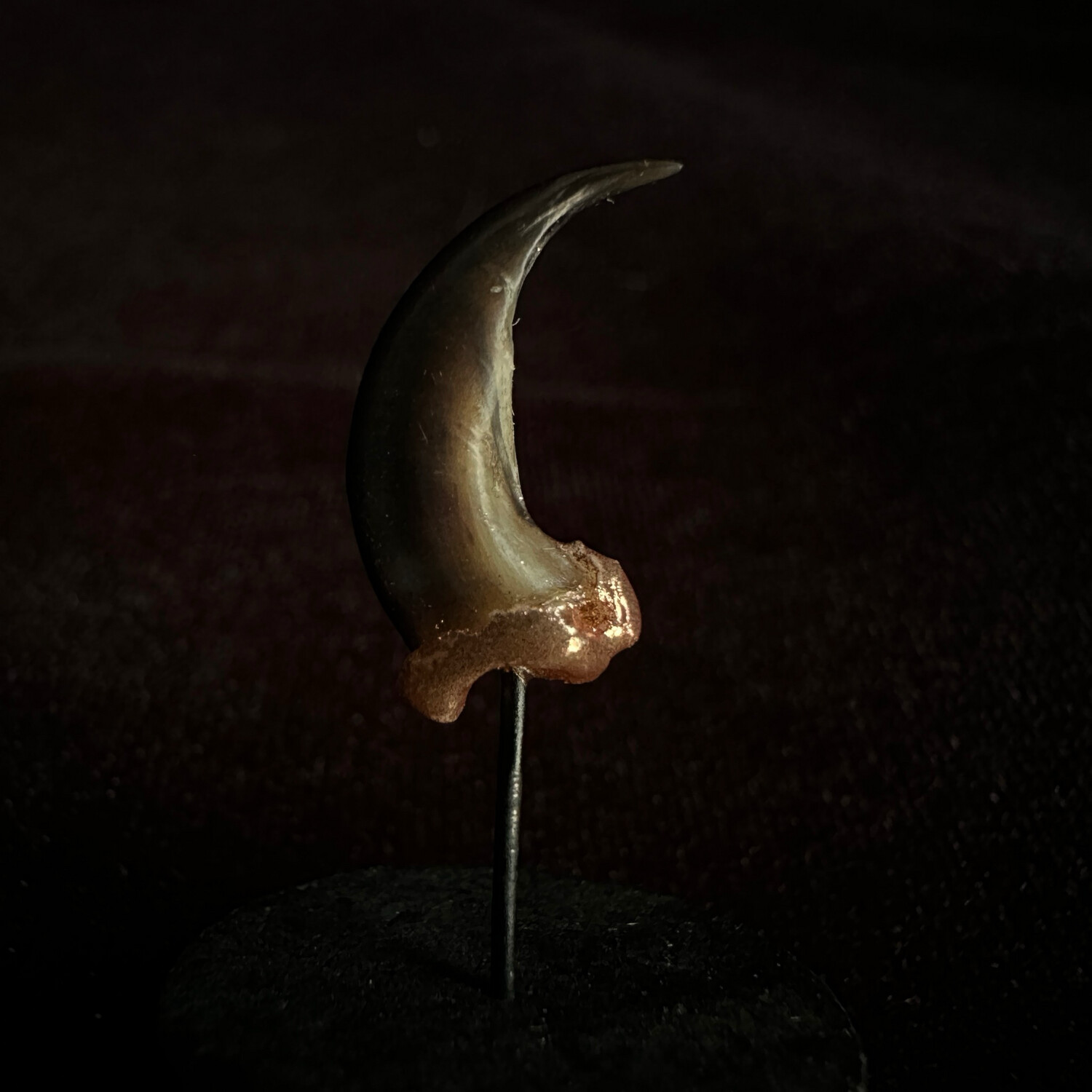 Coyote Claw with Copper Accent
