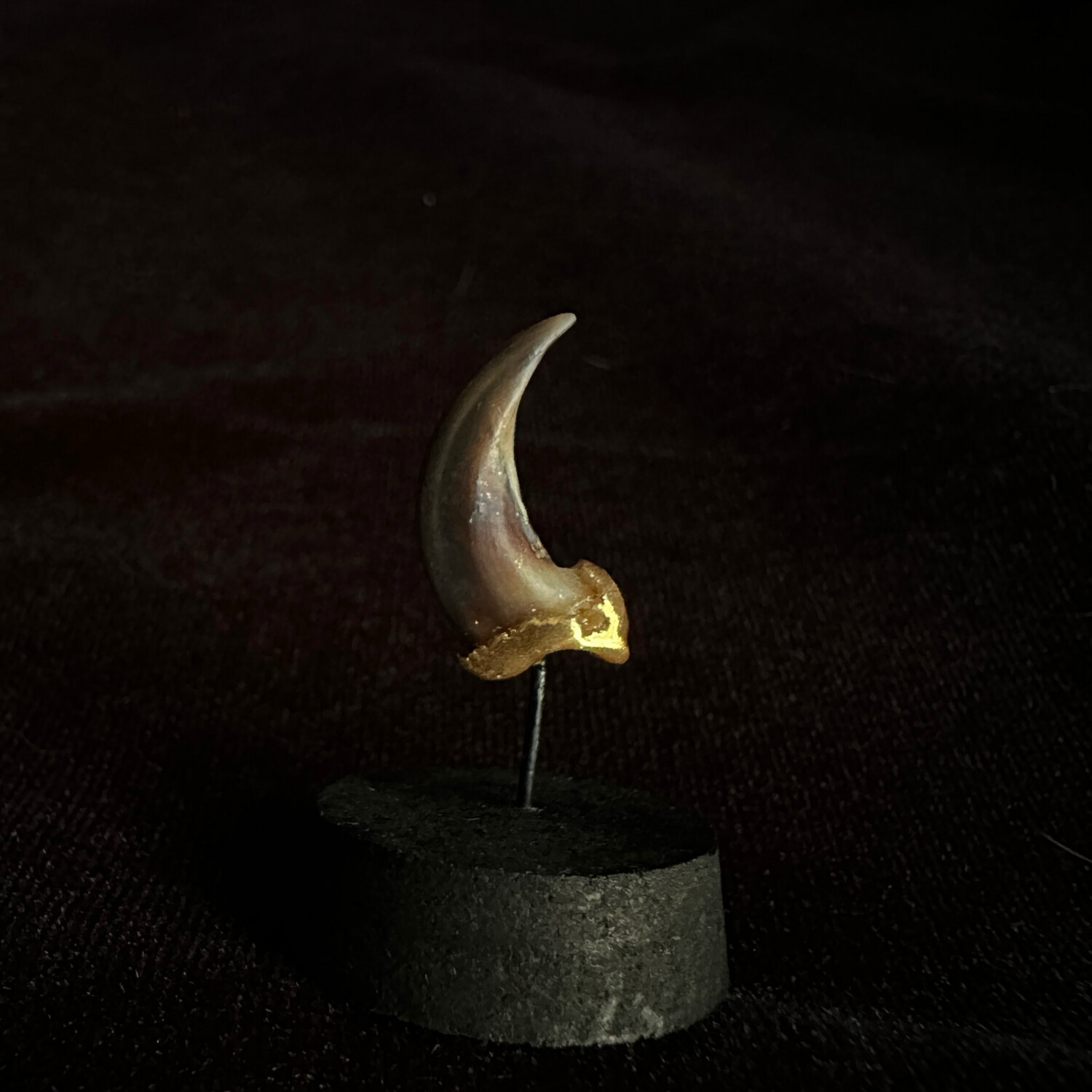 Coyote Claw with Gold Accent