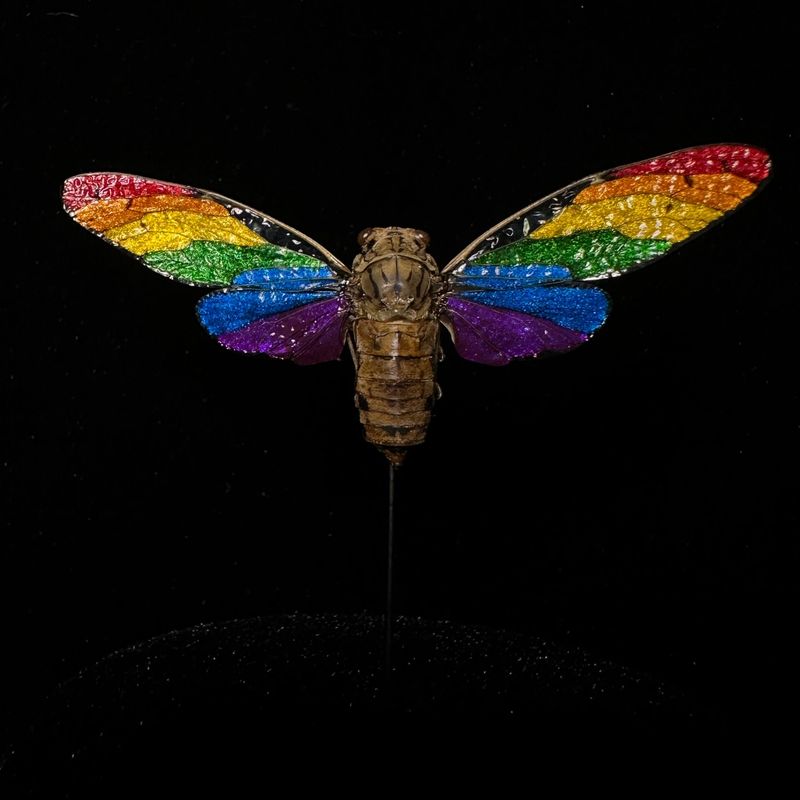 Pride Cicada