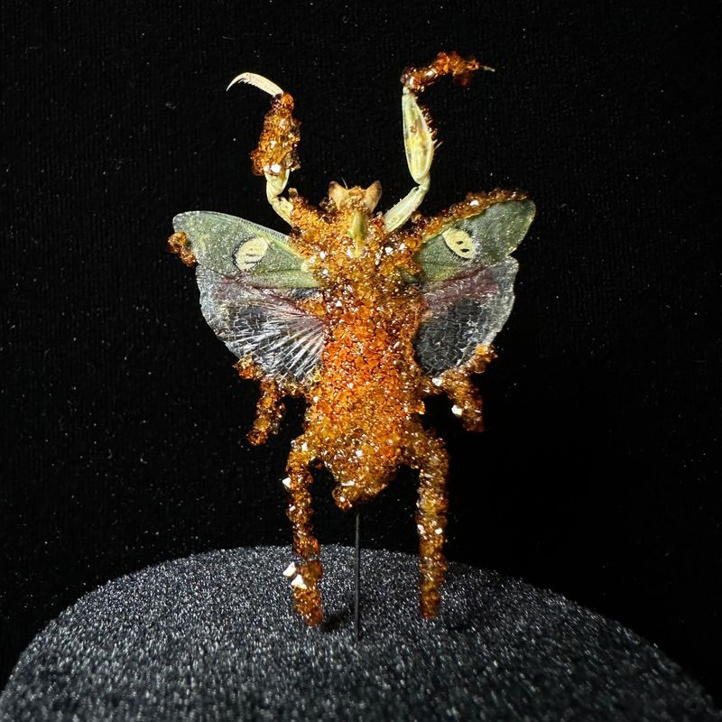 Flower Mantis with Honey Crystals