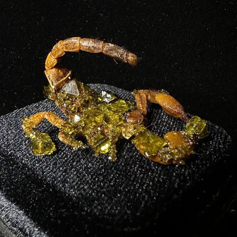 Tanzanian Scorpion with Peridot Crystals