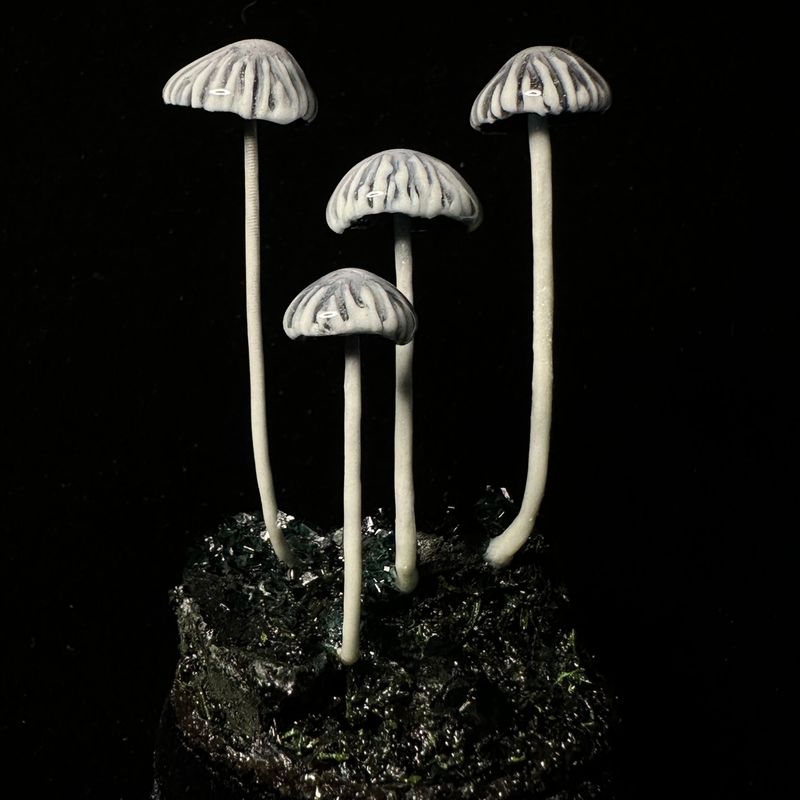 White Glow Mushroom Garden