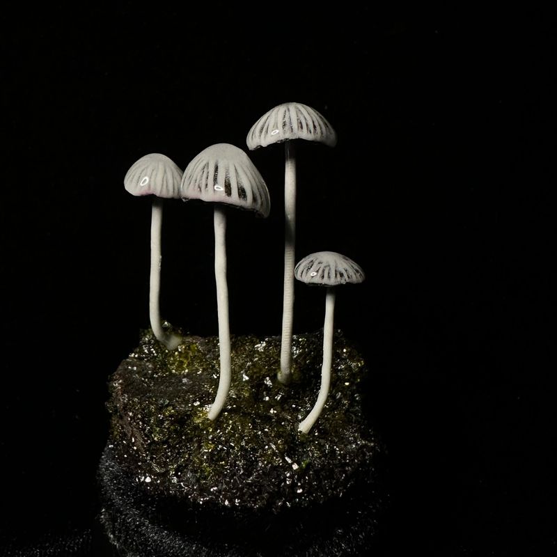 White Glow Mushroom Garden