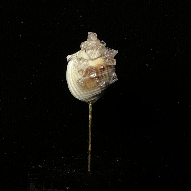 Small Crystallized Shell