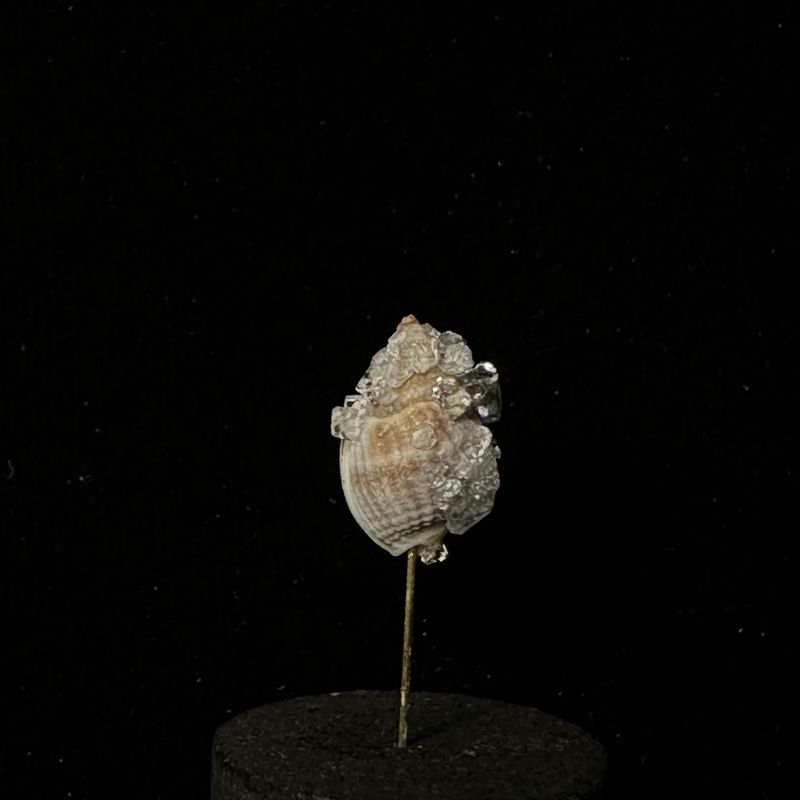 Small Crystallized Shell