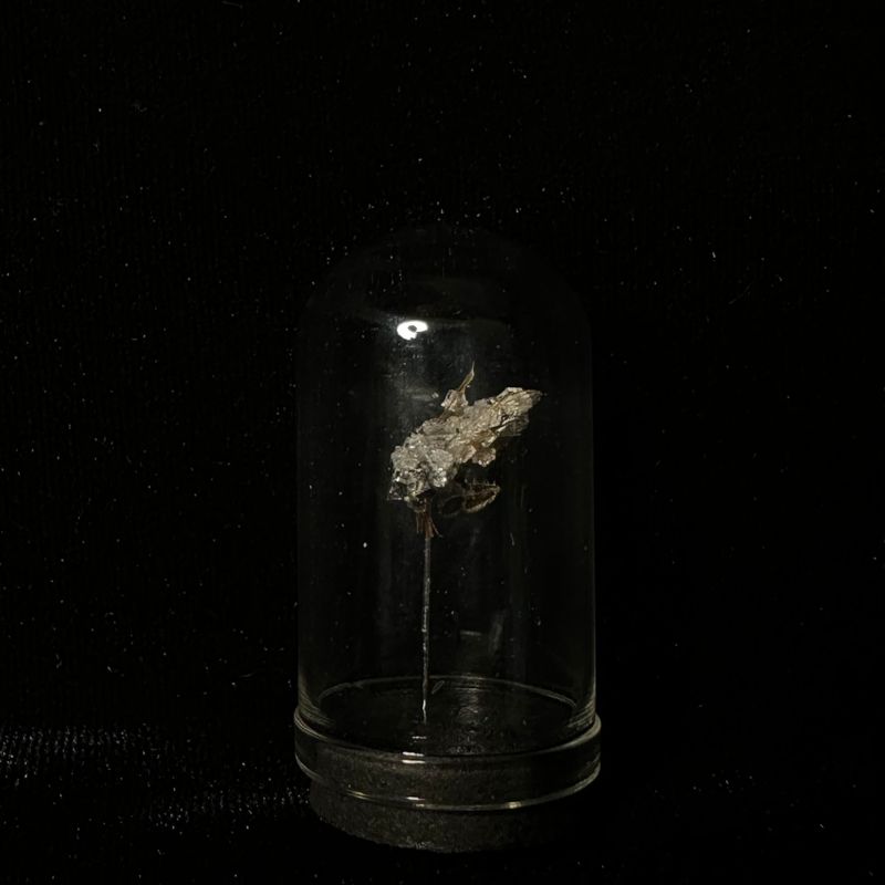 Honey Bee with Clear Crystals