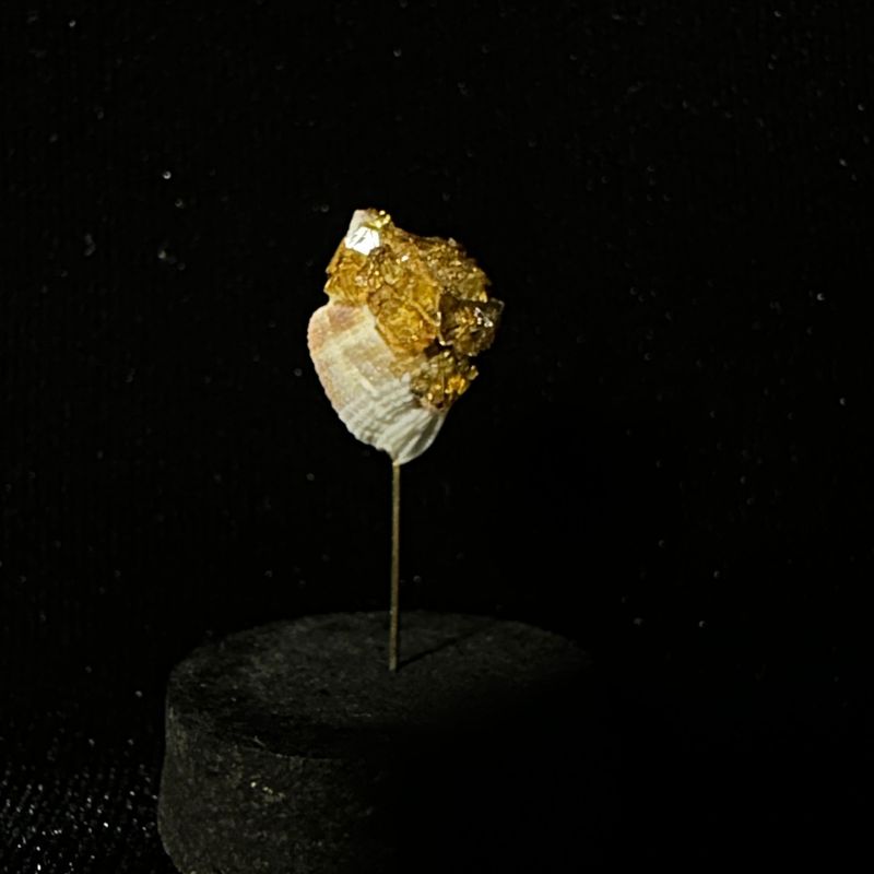 Small Crystallized Shell