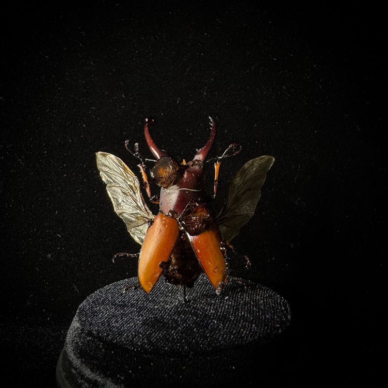 Metallic Stag Beetle with Sepia Crystals
