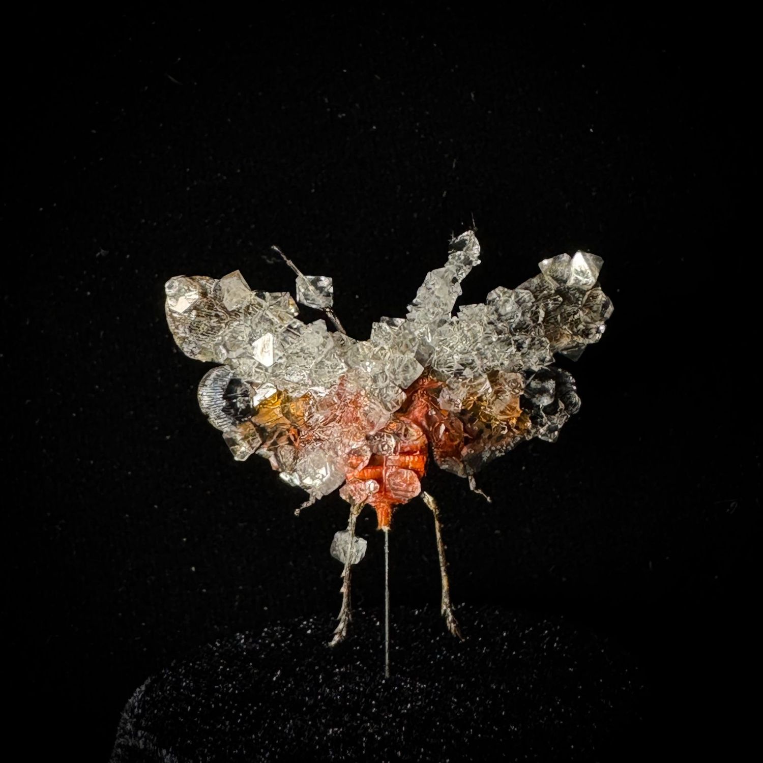 Sunburst Lanternfly with Clear Crystals