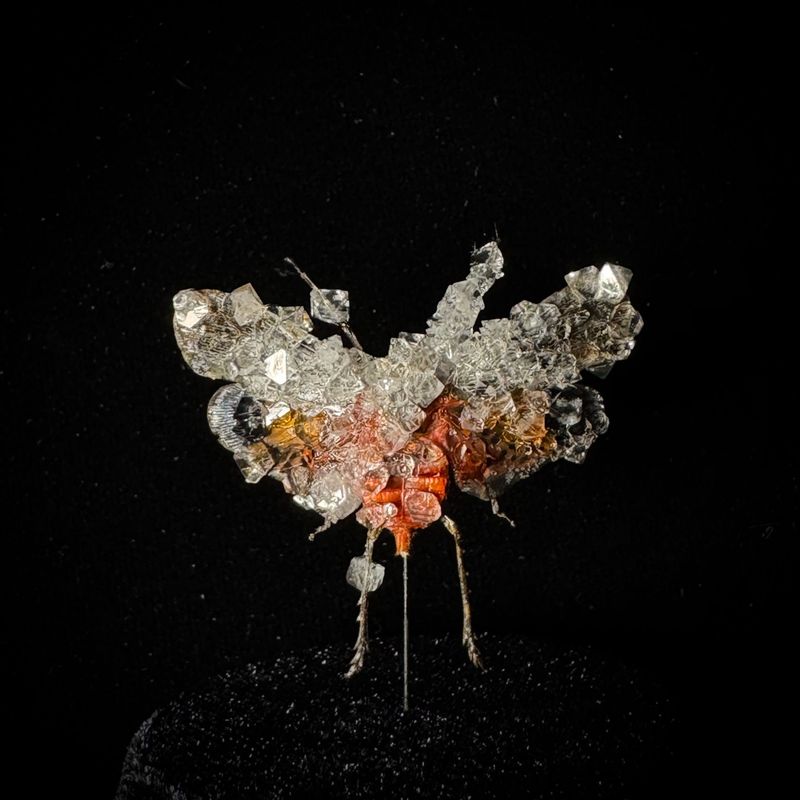 Sunburst Lanternfly with Clear Crystals